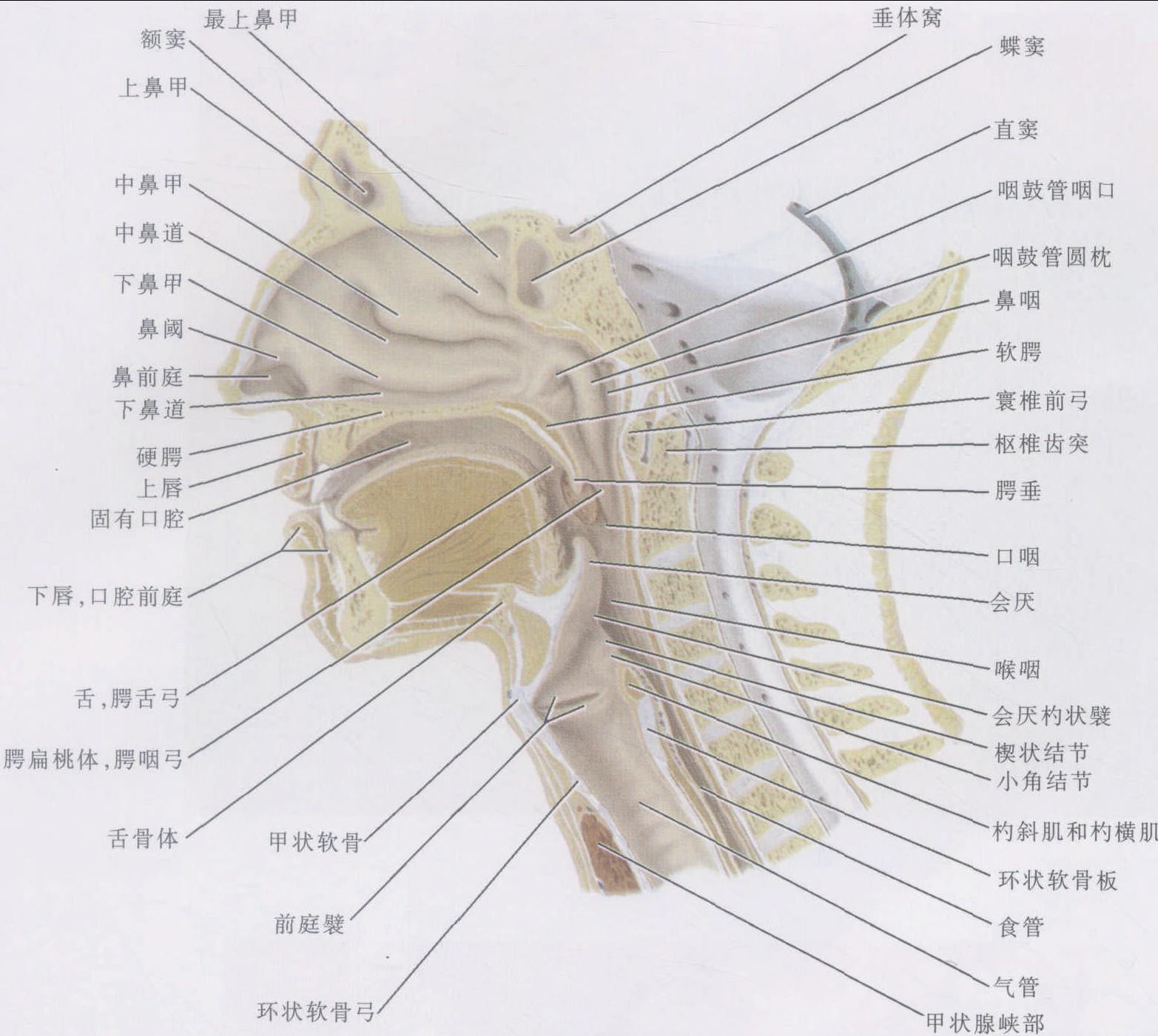 二、咽的分部-人体解剖学-医学